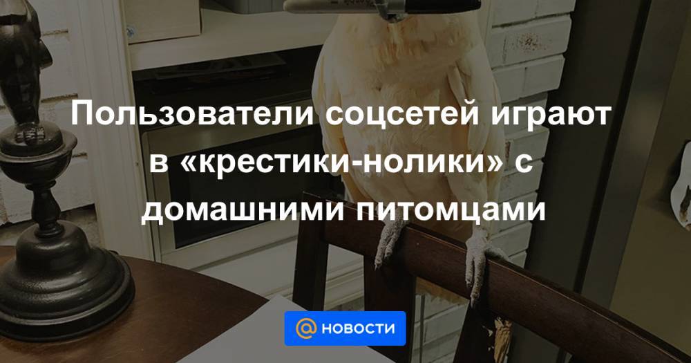 Пользователи соцсетей играют в «крестики-нолики» с домашними питомцами - news.mail.ru
