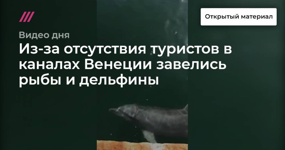 Из-за отсутствия туристов в каналах Венеции завелись рыбы и дельфины - tvrain.ru - Россия