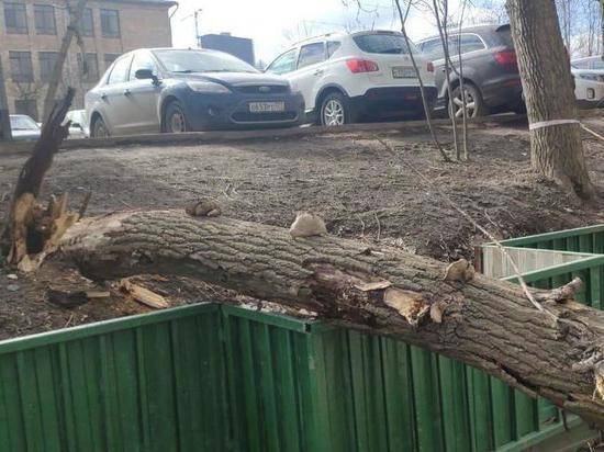 Дерево, упавшее на женщину в центре Москвы, не входило в список аварийных - newtvnews.ru - Москва