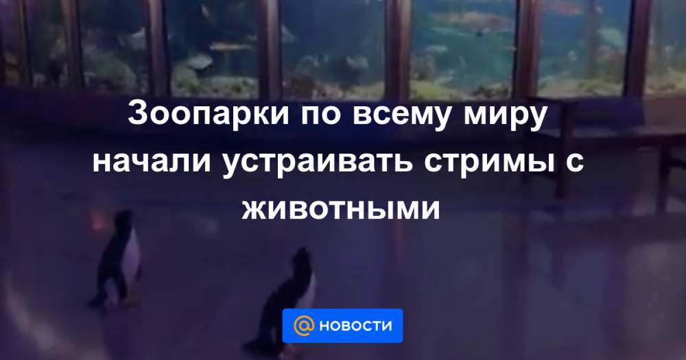 Зоопарки по всему миру начали устраивать стримы с животными - news.mail.ru