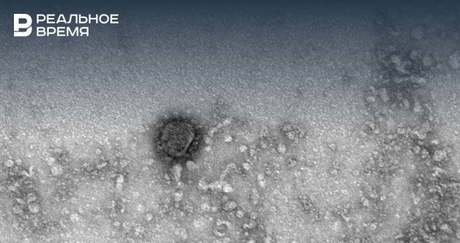Появилась первая фотография коронавируса - realnoevremya.ru - Новосибирск