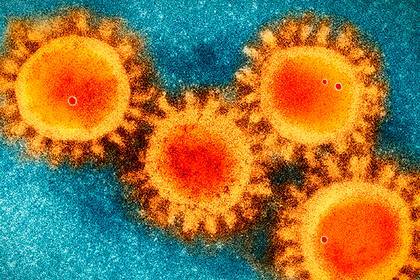 Раскрыта настоящая природа коронавируса - lenta.ru - Китай - Ухань