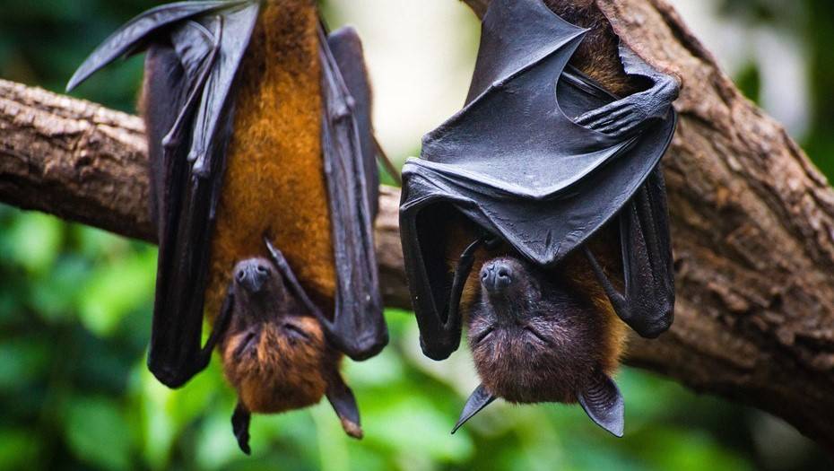 За что короновали? Чего добьется COVID-19 - dp.ru - Австралия