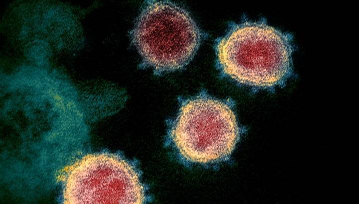 Конец слухам: учёные подтвердили естественное происхождение нового коронавируса - vesti.ru