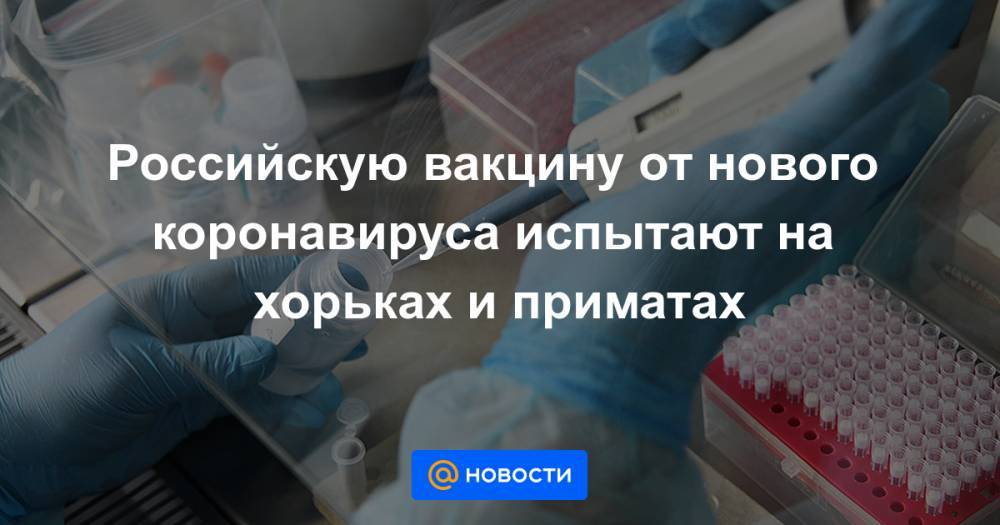Российскую вакцину от нового коронавируса испытают на хорьках и приматах - news.mail.ru - Россия - Москва - Новосибирск