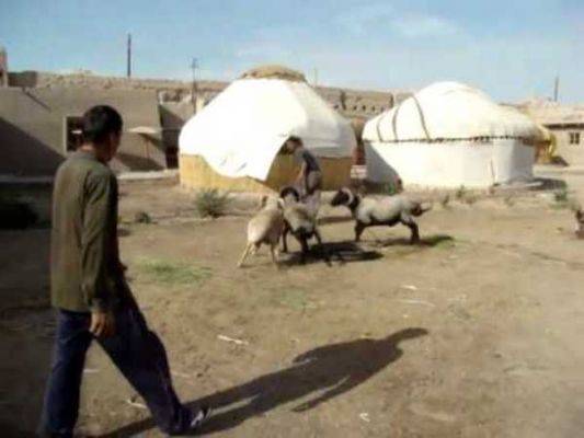 Окуривайся гармалой, ешь барана: туркмены встречают Covid-19 во всеоружии - eadaily.com - Стамбул - Туркмения