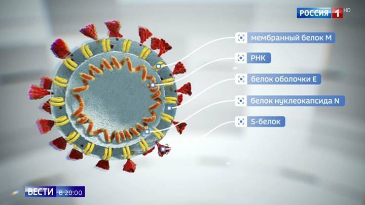 Российские ученые испытывают сразу несколько прототипов вакцин от коронавируса - vesti.ru - Новосибирск