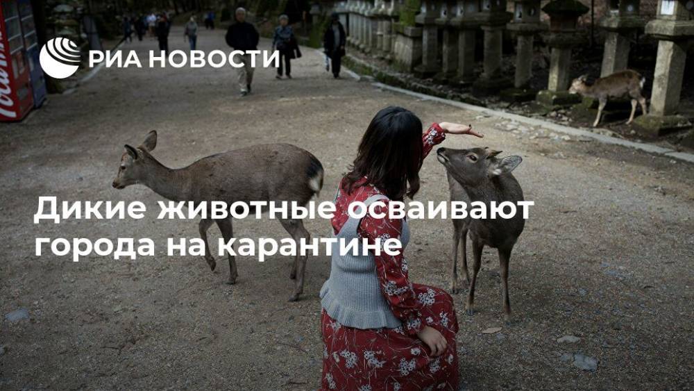 Дикие животные осваивают города на карантине - ria.ru - Москва - Италия - Япония - Таиланд