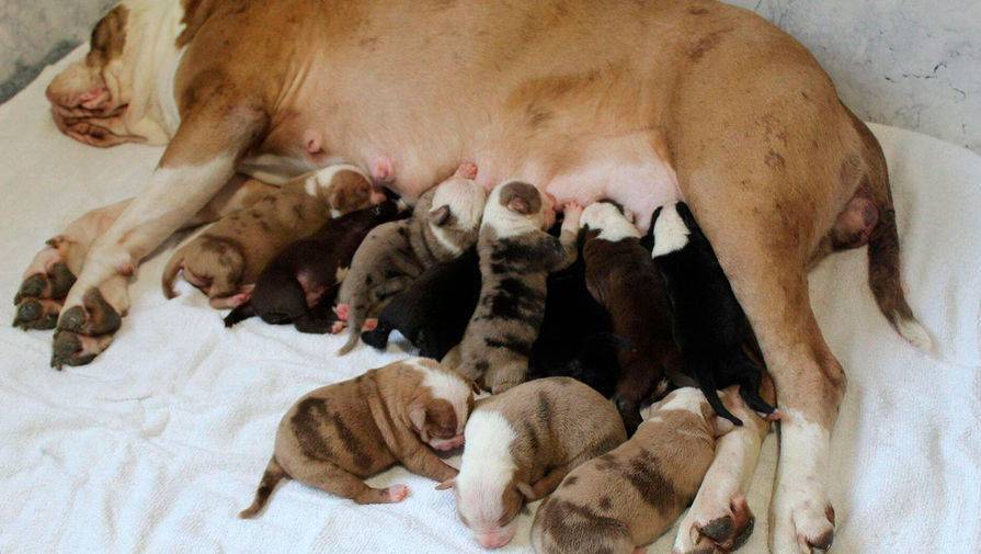 Собака родила 20 щенков в Британии - gazeta.ru - Англия