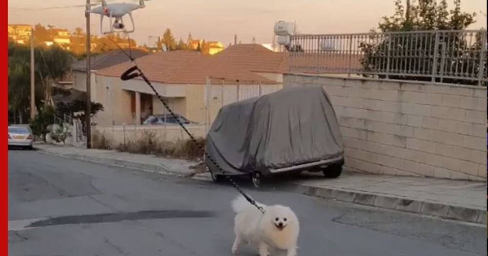 Житель Кипра поручил выгул собаки дрону из-за коронавируса - profile.ru - New York - Кипр