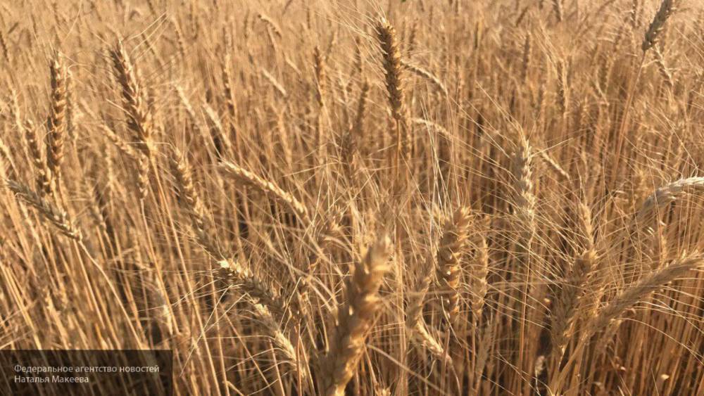 Стоимость российской пшеницы превысила цену барреля нефти - nation-news.ru - Франция - Сша
