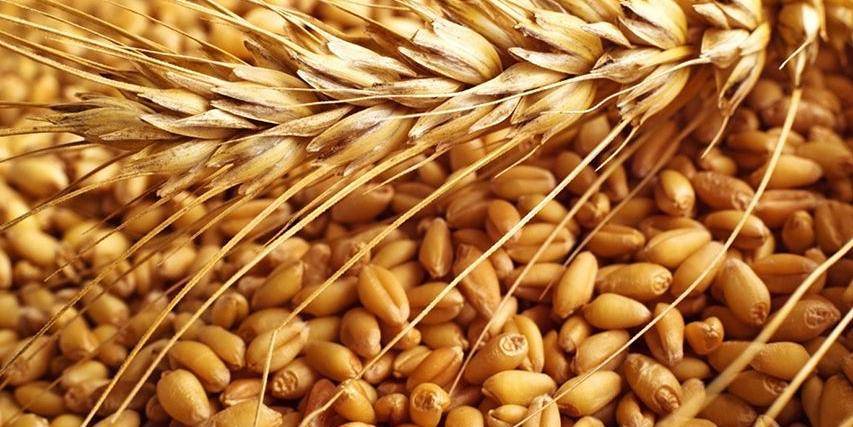 Российская пшеница стала дороже нефти - ruposters.ru