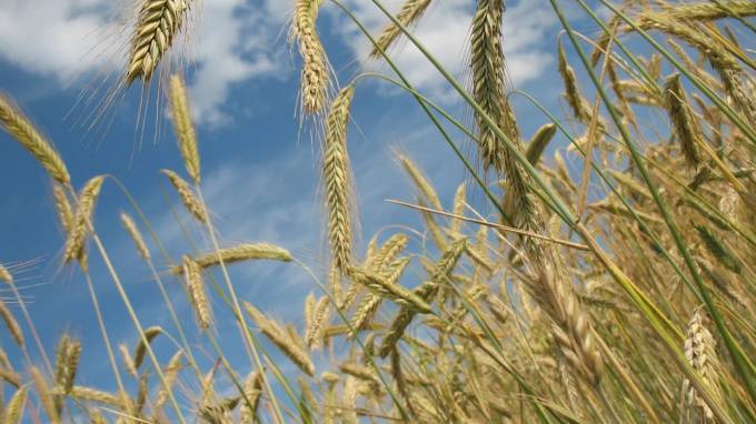 Эксперт прокомментировал рост стоимости на пшеницу - piter.tv