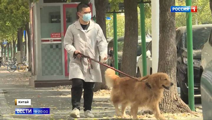 Домашних животных могут отправлять на карантин из-за коронавируса - vesti.ru - Гонконг