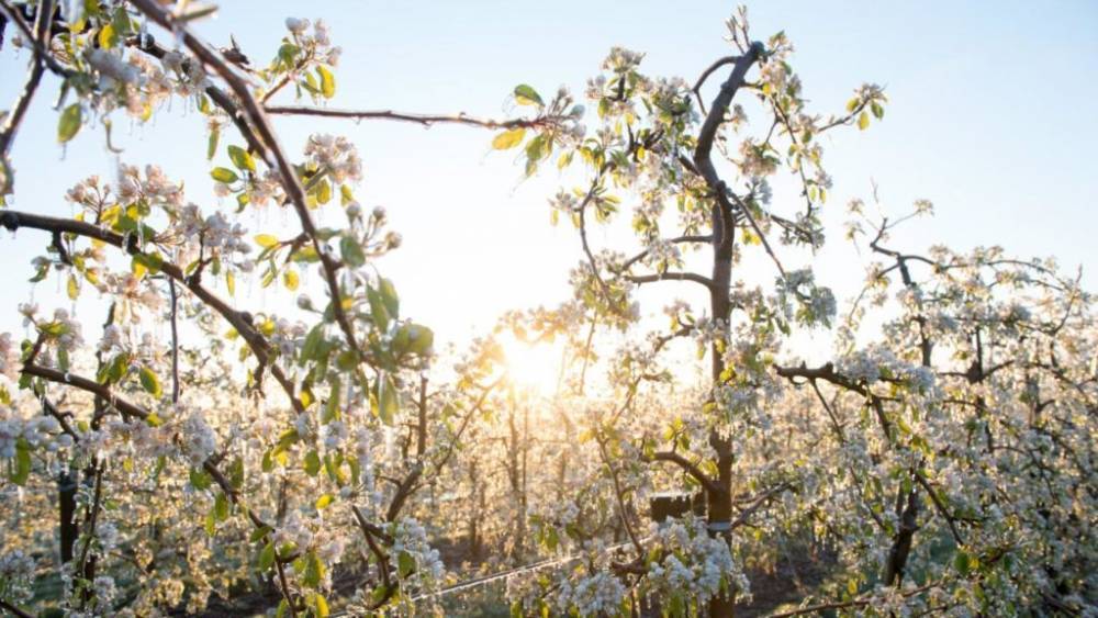 Мороз и солнце: погода наносит непоправимый ущерб фермерам - germania.one - Германия