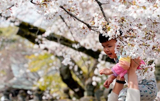 В Японии любуются цветением сакуры - фоторепортаж - korrespondent.net - Япония - Токио