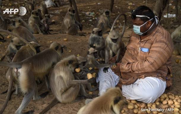Обезьяны в Индии голодают из-за коронавируса - korrespondent.net - Индия