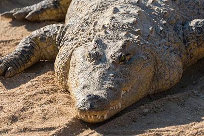 Крокодил съел нарушившего карантин по коронавирусу мужчину - lenta.ru - New York - Руанда