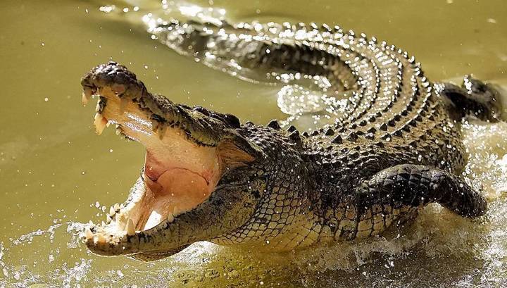 Мужчина нарушил карантин и был съеден крокодилом - vesti.ru - New York - Руанда