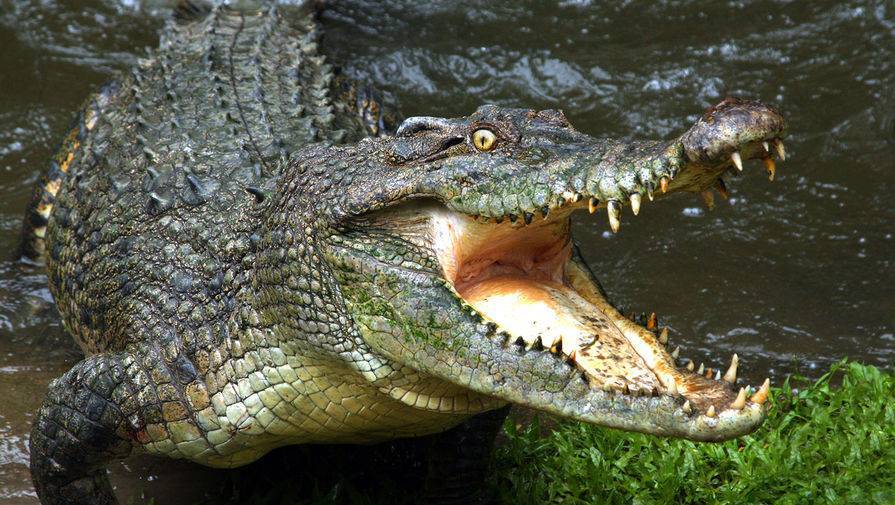 Крокодил съел нарушителя карантина в Руанде - gazeta.ru - Ухань - Руанда