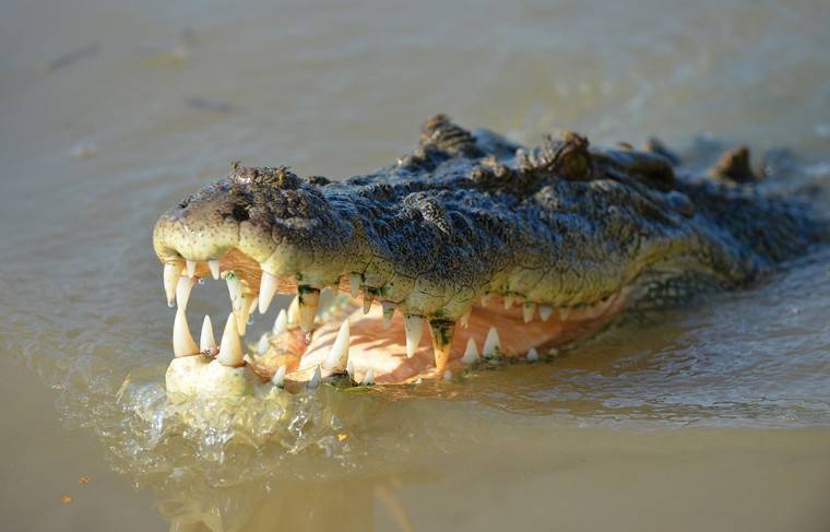 Крокодил съел нарушившего карантин жителя Руанды - news.ru - Руанда