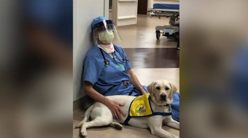 «Обнимательная» служебная собака помогает медикам, борющимся с коронавирусом - usa.one - штат Колорадо