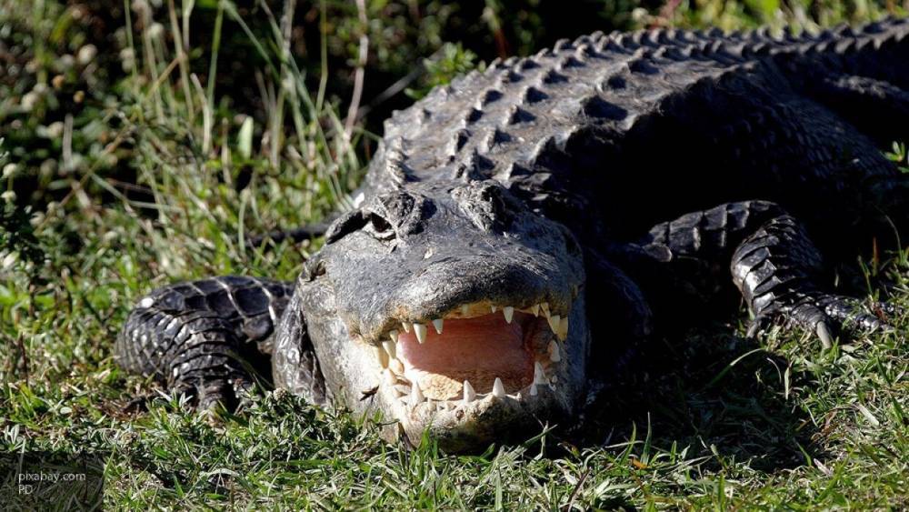 Крокодил напал на нарушившего условия карантина мужчину в Руанде - inforeactor.ru - Руанда