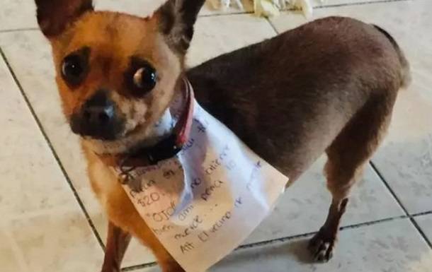 Мексиканец во время карантина послал пса в магазин - korrespondent.net - Мексика
