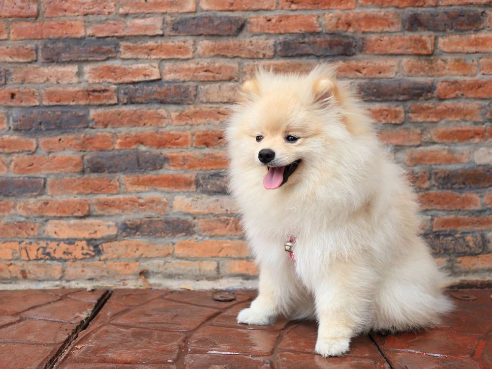 Исследование подтвердило, что собаки могут заражаться коронавирусом от человека - gordonua.com - Китай - Гонконг - Гонконг
