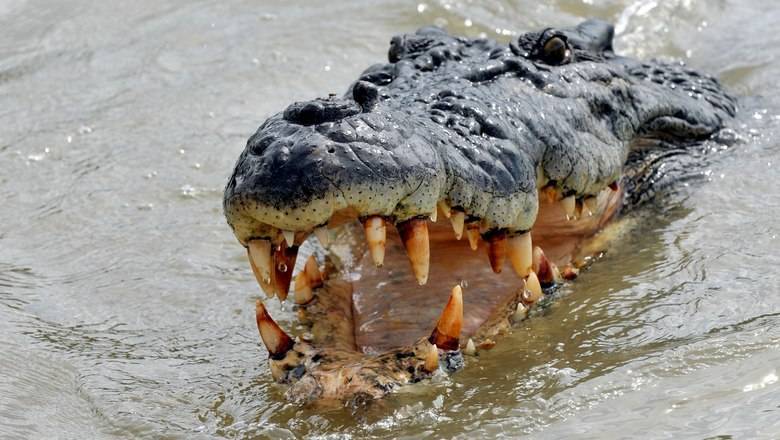 В Руанде крокодил съел нарушителя карантина - newizv.ru - Руанда