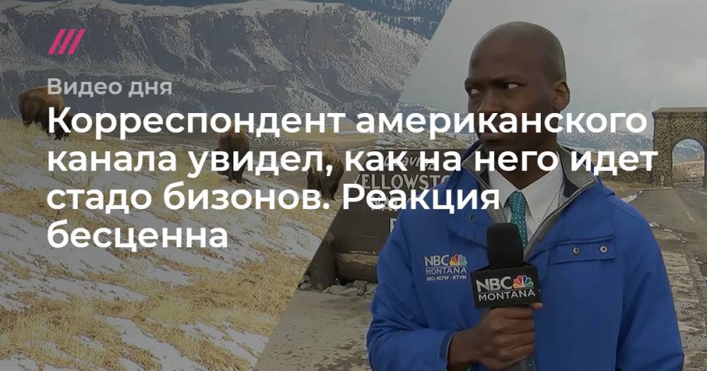 Корреспондент американского канала увидел, как на него идет стадо бизонов. Реакция бесценна - tvrain.ru