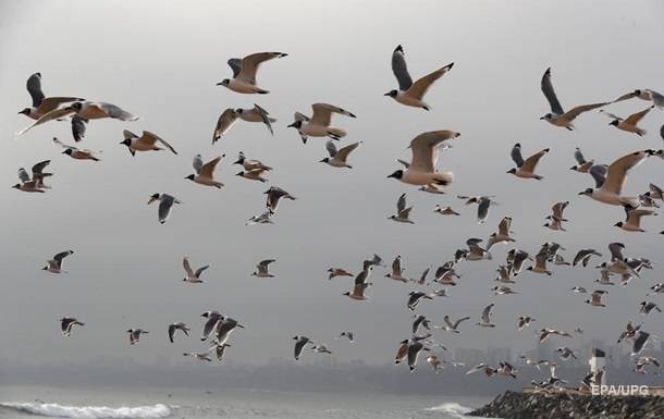 Карантин в столице Перу: на побережье вернулись птицы и морские животные - korrespondent.net - Перу