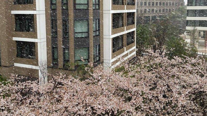 Сакура под снегом: в Токио впервые за десять лет в конце марта выпал снег - 5-tv.ru - Япония - Токио