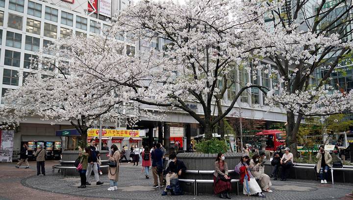 В период цветения сакуры непогода отправила токийцев по домам - vesti.ru - Токио