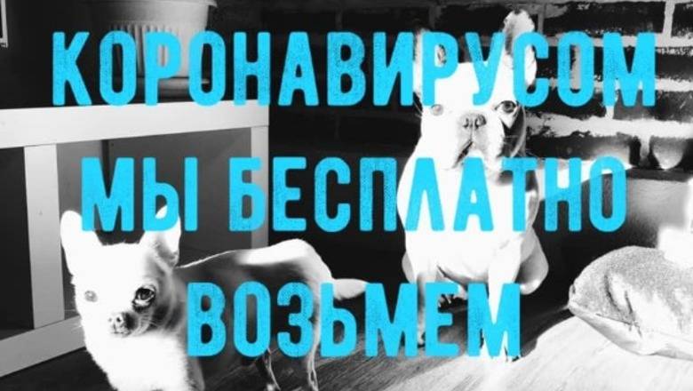 Волонтеры помогут тем людям, кому некуда деть животных на время болезни - newizv.ru
