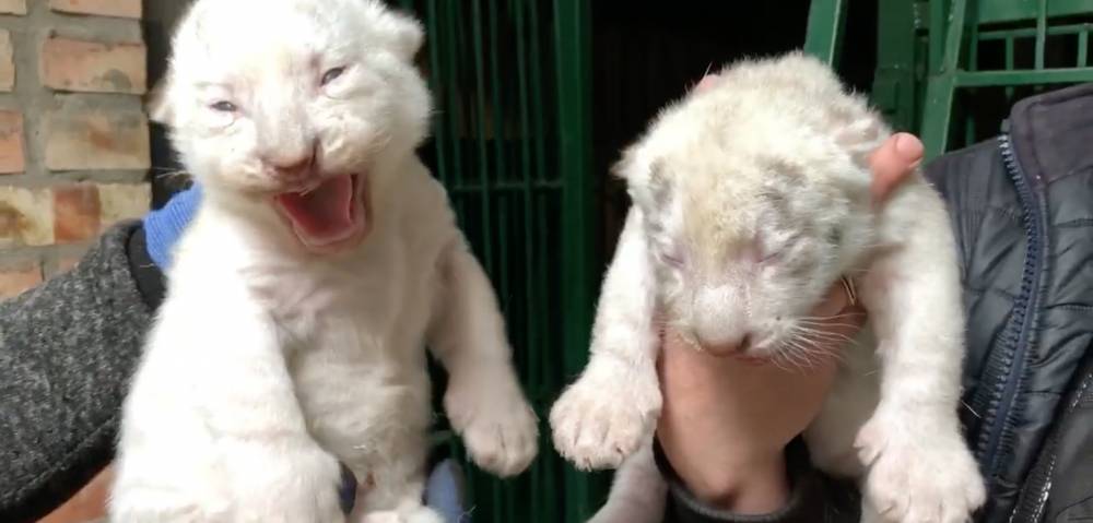 В бердянском зоопарке Сафари родились белые тигрята, – ВИДЕО - inform.zp.ua - Бердянск