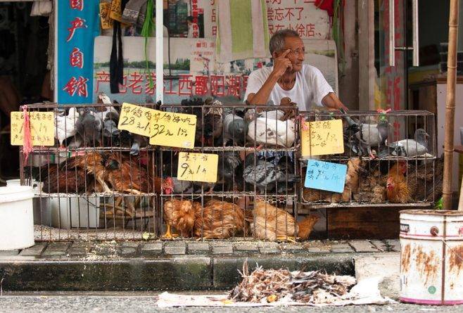 Китайские рынки, где продают летучих мышей, собак и ящериц продолжают работать, несмотря на коронавирус - usa.one - Китай - Ухань