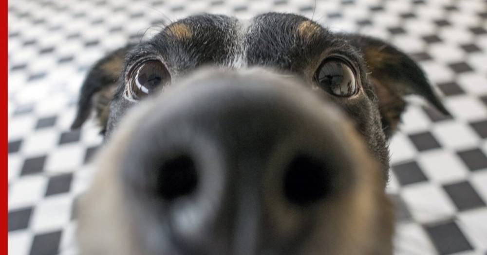 Собак научат определять коронавирус по запаху - profile.ru - Лондон