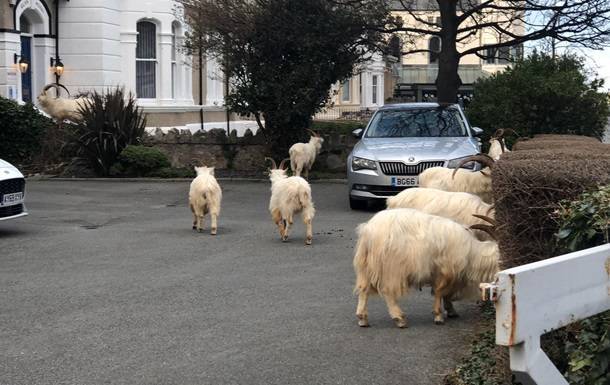 В Уэльсе стадо коз заполонило опустевший город - korrespondent.net - Лландидно