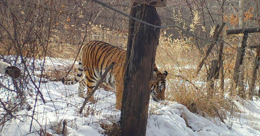 Фото: ученых удивила тигрица, "безответственно" прогулявшаяся до Китая - ren.tv - Китай - Приморье край