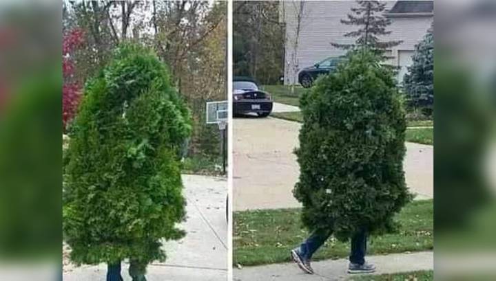 Здравствуй, дерево! В Сербии задержали мужчину, гулявшего в "костюме" туи - vesti.ru - Сербия