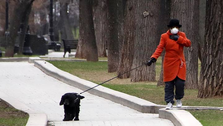 Собака в аренду: для прогулок на время карантина москвичам предлагают "друга на час" - vesti.ru