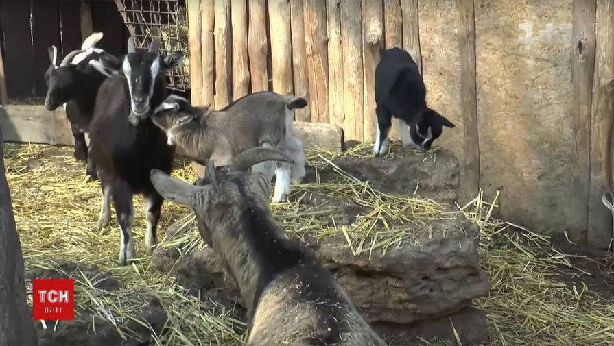 В Одессе в закрытом на карантин зоопарке родились тигренок, лама и козлята - gazeta.ru - Украина - Ухань - Одесса