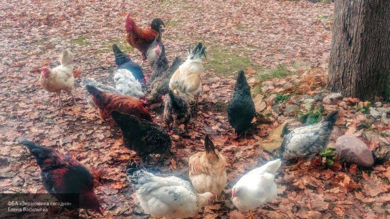 Daily Mail: в Британии из-за паники и дефицита яиц стали воровать куриц с ферм - nation-news.ru - Англия