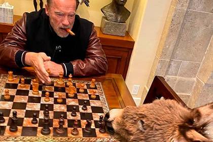 Актер Арнольд Шварценеггер - Изолировавшийся Шварценеггер поиграл в шахматы с ослом - lenta.ru