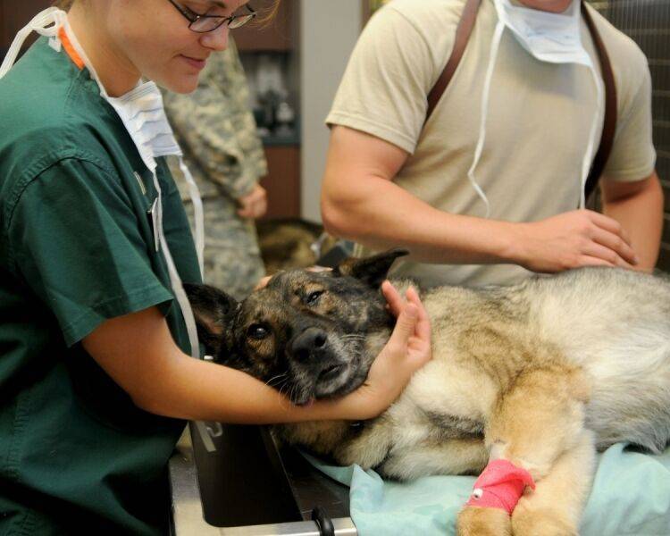 Зоопсихолог посоветовал хозяевам питомцев обращаться к ветеринарам, несмотря на карантин - inforeactor.ru - Москва