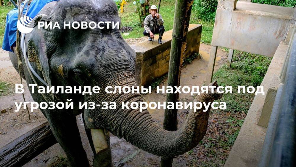 В Таиланде слоны находятся под угрозой из-за коронавируса - ria.ru - Москва - Таиланд