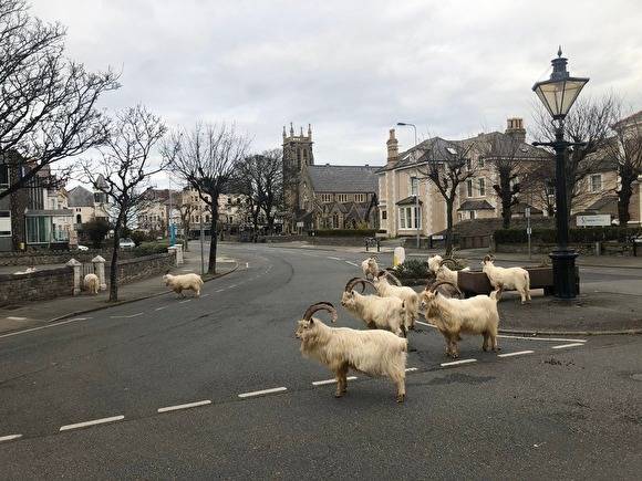 В Уэльсе горные козлы захватили опустевший из-за карантина город - znak.com - Англия - Лландидно - Manchester