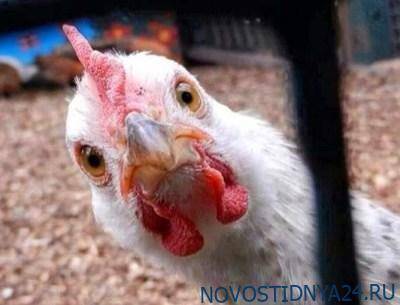 Впервые со Второй мировой в Великобритании начали красть кур ради яиц - novostidnya24.ru - Англия
