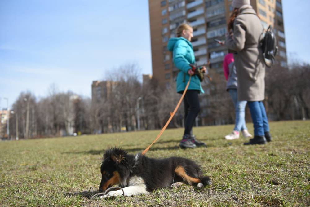 Пожилые москвичи на самоизоляции чаще всего просят волонтеров погулять с собаками - vm.ru